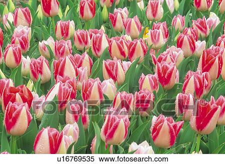 Field of pink and white tulips View Large Photo Image Stock Photography - Field of pink and white tulips. Fotosearch