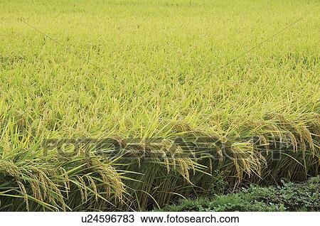 Field of rice husks in Aizuwakamatsu, Fukushima Prefecture, Japan View Large Photo Image Stock Image - Field of rice husks in Aizuwakamatsu, Fukushima Prefecture, Japan. Fotosearch