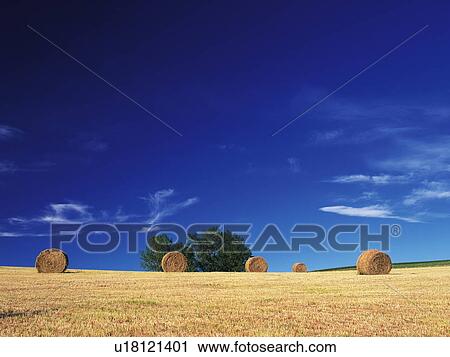 Stock Image - Field with hay bales. Fotosearch