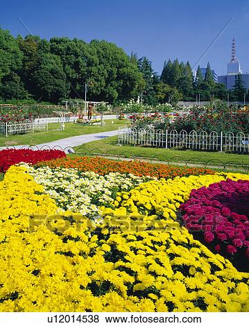 Flower garden in Utsubo Park, Nishi-Ku, Osaka, Japan View Large Photo Image Stock Photo - Flower garden in Utsubo Park, Nishi-Ku, Osaka, Japan. Fotosearch