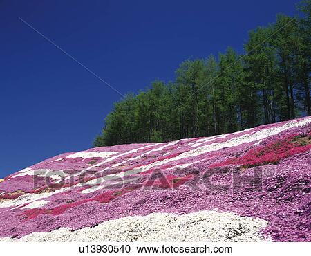 Flower garden View Large Photo Image Stock Image - Flower garden. Fotosearch