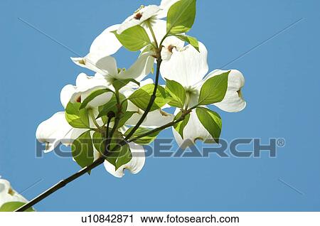 Flowering dogwood View Large Photo Image Stock Image - Flowering dogwood. Fotosearch