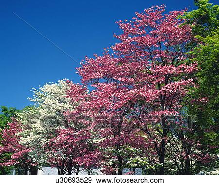 Flowering dogwood View Large Photo Image Stock Photo - Flowering dogwood. Fotosearch