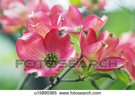 Stock Photography - Flowering dogwood. Fotosearch