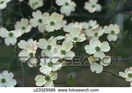Stock Photograph - Flowering Dogwood (white). Fotosearch