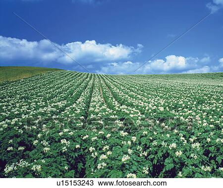 Flowering Potato field in Biei-Machi, Hokkaido, Japan View Large Photo Image Stock Image - Flowering Potato field in Biei-Machi, Hokkaido, Japan. Fotosearch