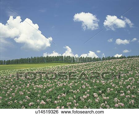 Flowering Potato field in Biei-Machi, Hokkaido, Japan View Large Photo Image Stock Photograph - Flowering Potato field in Biei-Machi, Hokkaido, Japan. Fotosearch