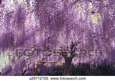 Stock Photography - Flowering wisteria tree, Wake-Machi, Okayama Prefecture, Japan. Fotosearch