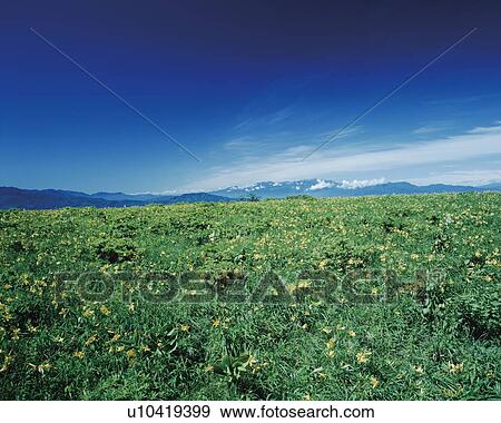 Flowers growing on the Kirigamine plateau, Nagano Prefecture, Japan View Large Photo Image Stock Photo - Flowers growing on the Kirigamine plateau, Nagano Prefecture, Japan. Fotosearch