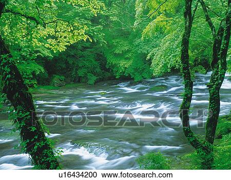 Stock Image - Flowing river surrounded by green foliage, Kichuchi Valley, Kumamoto Prefecture, Japan. Fotosearch