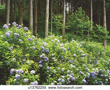 Forest and Hydrangea bushes View Large Photo Image Stock Photography - Forest and Hydrangea bushes. Fotosearch