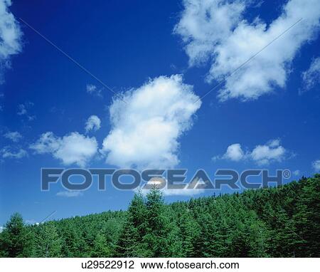 Forest of larch trees in Nagano Prefecture, Japan View Large Photo Image Stock Image - Forest of larch trees in Nagano Prefecture, Japan. Fotosearch