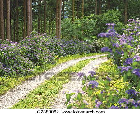 Forest path lined with hydrangea bushes View Large Photo Image Stock Image - Forest path lined with hydrangea bushes. Fotosearch