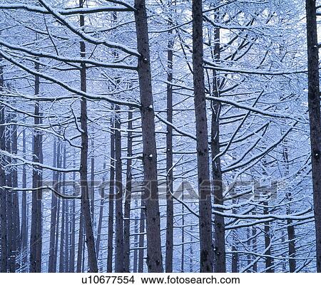 Picture - Forest. Fotosearch