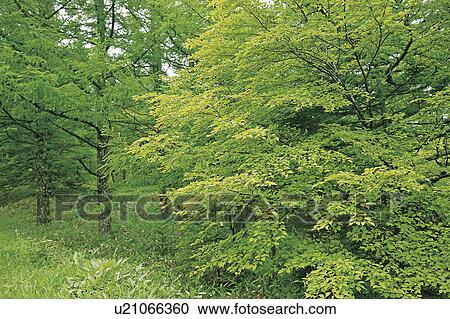 Stock Image - Forest. Fotosearch