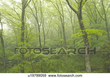 Forest View Large Photo Image Stock Photo - Forest. Fotosearch