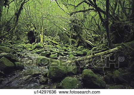 Stock Photograph - Forest stream in, Yakushima Islands, Kagoshima Prefecture, Japan. Fotosearch