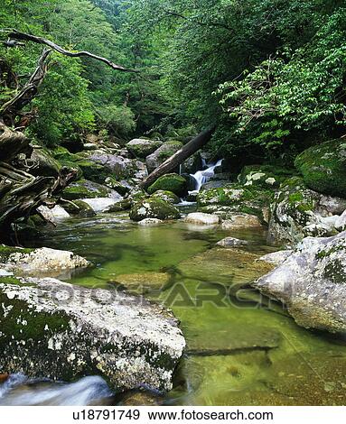 Forest stream, Yaku Islands, Kagoshima Prefecture, Japan View Large Photo Image Stock Photo - Forest stream, Yaku Islands, Kagoshima Prefecture, Japan. Fotosearch