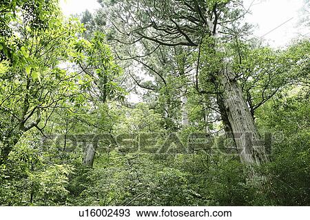 Stock Image - Forest, Yaku Islands, Kagoshima Prefecture, Japan. Fotosearch