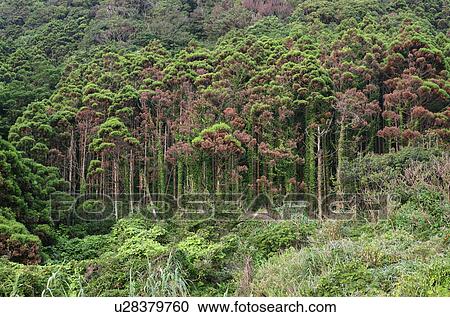 Forest, Yaku Islands, Kagoshima Prefecture, Japan View Large Photo Image Stock Image - Forest, Yaku Islands, Kagoshima Prefecture, Japan. Fotosearch