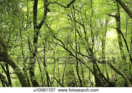 Forest, Yaku Islands, Kagoshima Prefecture, Japan View Large Photo Image Stock Photo - Forest, Yaku Islands, Kagoshima Prefecture, Japan. Fotosearch
