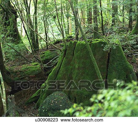 Forest, Yakushima Islands, Kagoshima prefecture, Japan View Large Photo Image Stock Image - Forest, Yakushima Islands, Kagoshima prefecture, Japan. Fotosearch