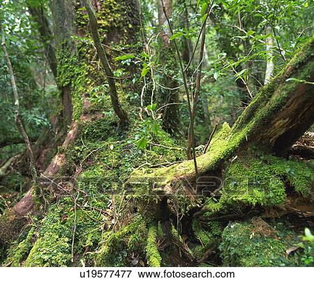 Forest, Yakushima Islands, Kagoshima prefecture, Japan View Large Photo Image Stock Photo - Forest, Yakushima Islands, Kagoshima prefecture, Japan. Fotosearch