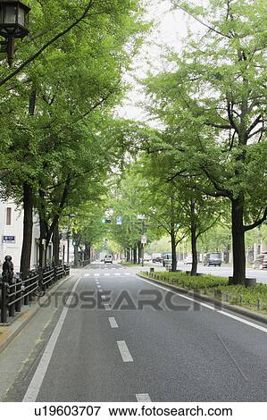Fresh green Midosuji View Large Photo Image Stock Photo - Fresh green Midosuji. Fotosearch