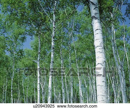 Fresh green of white birch woods View Large Photo Image Stock Photography - Fresh green of white birch woods. Fotosearch