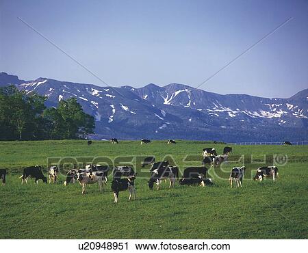 Friesian cows grazing in a field in front of a mountain range, Biei-Machi, Hokkaido, Japan View Large Photo Image Stock Image - Friesian cows grazing in a field in front of a mountain range, Biei-Machi, Hokkaido, Japan. Fotosearch