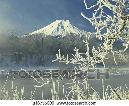 Frost covered branch with Mt. Fuji in the background, Yamanashi Prefecture, Japan View Large Photo Image Stock Photo - Frost covered branch with Mt. Fuji in the background, Yamanashi Prefecture, Japan. Fotosearch