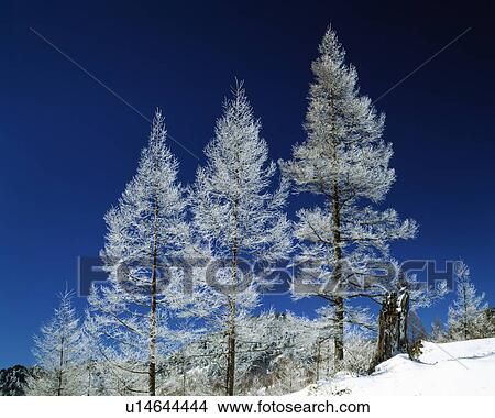Picture - Frosty trees against clear sky. Fotosearch