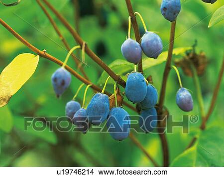 Fruit of Blue-berried Honeysuckle View Large Photo Image Picture - Fruit of Blue-berried Honeysuckle. Fotosearch