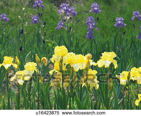 German iris View Large Photo Image Stock Photography - German iris. Fotosearch