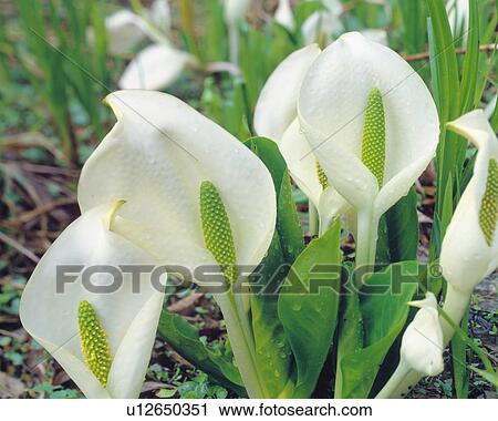 Stock Image - Giant skunk cabbage. Fotosearch