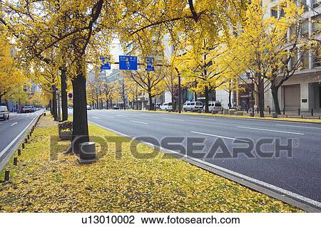 Gingko tree lined city road, Osaka Prefecture, Japan View Large Photo Image Stock Image - Gingko tree lined city road, Osaka Prefecture, Japan. Fotosearch