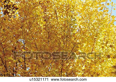 Stock Image - Ginkgo tree. Fotosearch