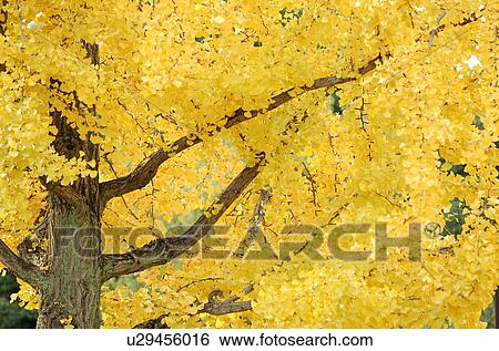 Stock Photograph - Ginkgo tree. Fotosearch