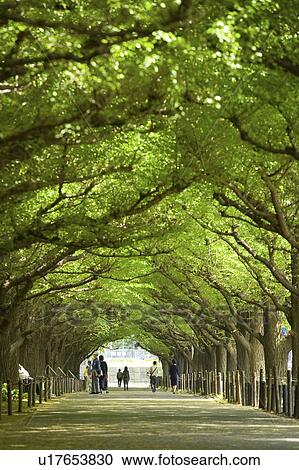 Ginko Tree Lined footpath View Large Photo Image Stock Image - Ginko Tree Lined footpath. Fotosearch