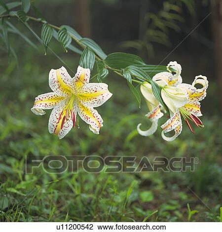 Stock Image - Golden-rayed lily. Fotosearch