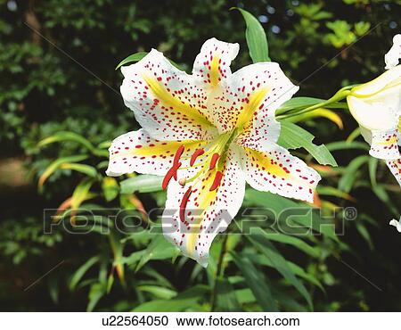 Stock Image - Golden-rayed lily. Fotosearch
