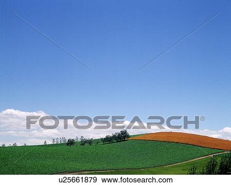Grasslands in Biei-Machi, Hokkaido, Japan View Large Photo Image Stock Photo - Grasslands in Biei-Machi, Hokkaido, Japan. Fotosearch