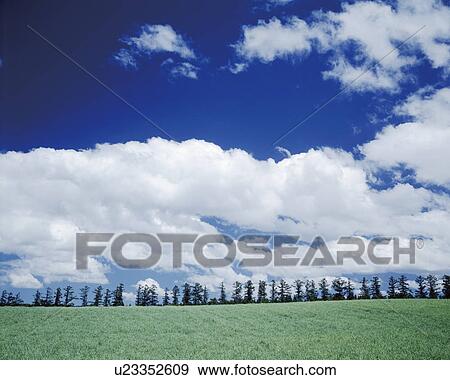 Stock Photo - Grassy field and a row of trees in the Iwate Prefecture, Japan. Fotosearch