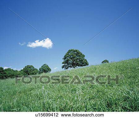 Grassy field in Iwate Prefecture, Japan View Large Photo Image Stock Image - Grassy field in Iwate Prefecture, Japan. Fotosearch