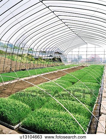 Greenhouse with beds of rice plants, Gumma Prefecture, Japan View Large Photo Image Stock Image - Greenhouse with beds of rice plants, Gumma Prefecture, Japan. Fotosearch