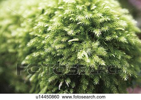 Stock Image - Hair-cap moss. Fotosearch