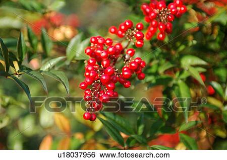 Stock Photograph - Heavenly bamboo. Fotosearch