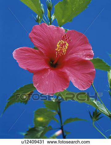 Hibiscus View Large Photo Image Stock Image - Hibiscus. Fotosearch