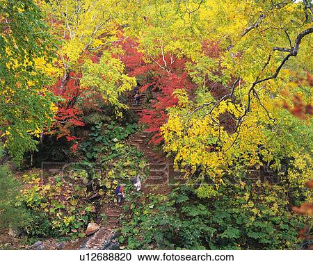 Hikers walking down a forest path surrounded by autumn colours, Kamikawa-Machi, Hokkaido, Japan View Large Photo Image Stock Image - Hikers walking down a forest path surrounded by autumn colours, Kamikawa-Machi, Hokkaido, Japan. Fotosearch