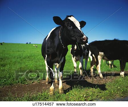 Holstein cows in a field View Large Photo Image Stock Photo - Holstein cows in a field. Fotosearch